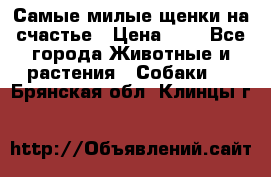 Самые милые щенки на счастье › Цена ­ 1 - Все города Животные и растения » Собаки   . Брянская обл.,Клинцы г.